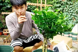 高温夏季这样移栽茉莉花，半月后就能爆盆开花