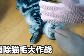猫咪掉毛不用怕，养10只猫的资深铲屎官教你花式除猫毛！视频封面