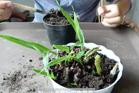 石斛长了高位芽怎么办？别急，赶紧换树皮养！视频封面