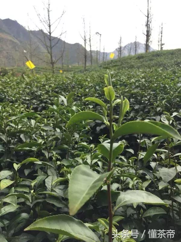 茶也要脱毛！是和人一样，为了好看吗？