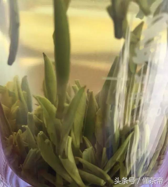 茶也要脱毛！是和人一样，为了好看吗？