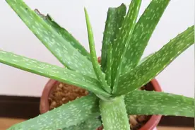 为什么芦荟叶子干瘪？告诉你一个处理的技巧，让芦荟叶片肥胖视频封面