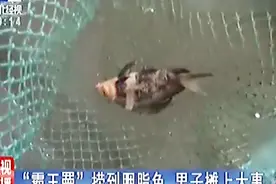 “霸王罾”捕捞国家二级保护动物胭脂鱼 男子摊上大事被刑事拘留视频封面