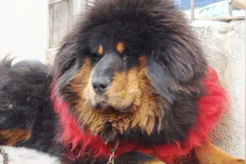 藏獒真的可以一獒战三狼？了解实力后，终于明白，涨知识了！