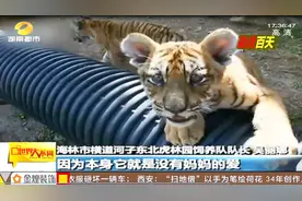 萌虎成长记！百天东北虎将重回虎群 饲养员爱的力量助它们成长视频封面