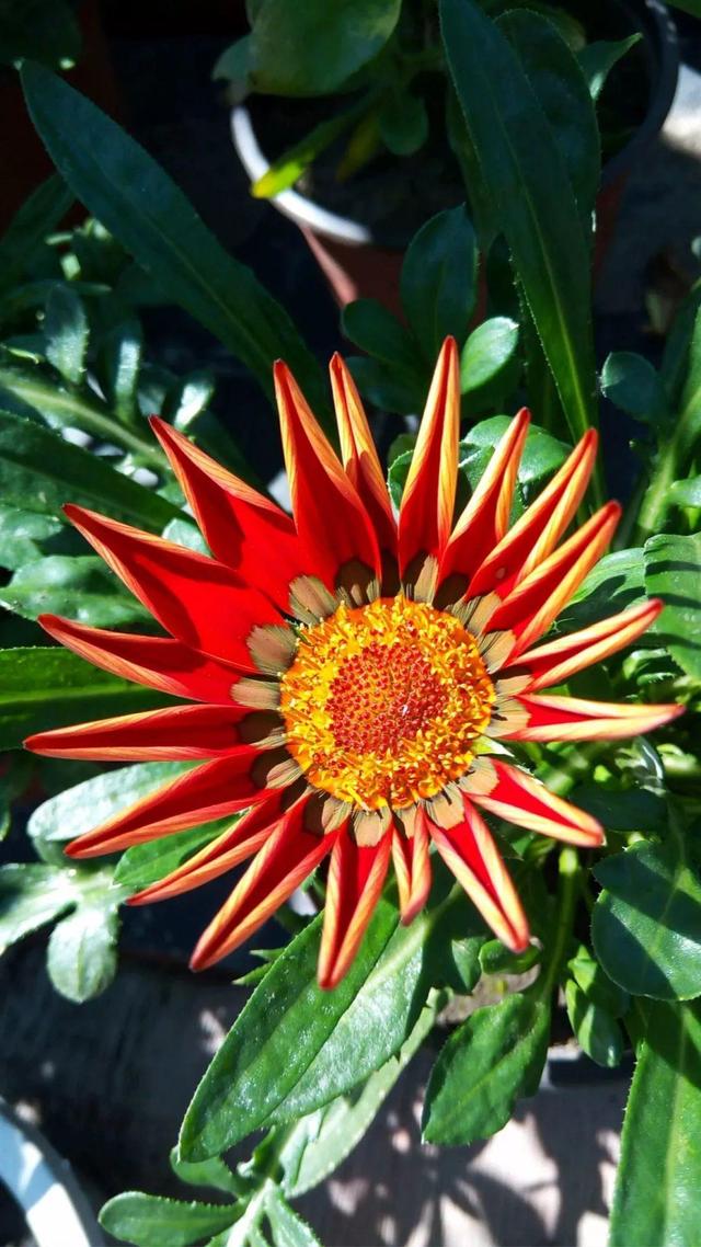 壁纸花卉植物大全(花卉植物图片大全及花名)-措必培