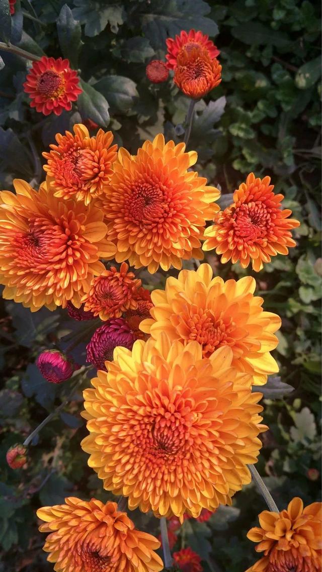 壁纸花卉植物大全(花卉植物图片大全及花名)-措必培
