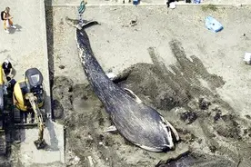 蓝鲸幼崽遗骸搁浅在日本海岸 尚不知死因视频封面