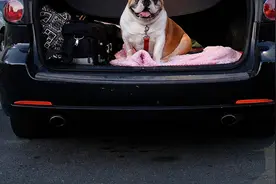 顺风车司机接单运送斗牛犬 狗却热死在了车上 狗主人索赔5万余元视频封面