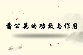 清热解毒、消肿散结、消炎，关于蒲公英的功效，你还有多少不知道视频封面
