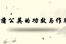 清热解毒、消肿散结、消炎，关于蒲公英的功效，你还有多少不知道视频封面