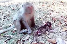 刚出生的小猴子，妈妈不愿喂奶，把它抛到一边看着好可怜！视频封面