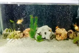 嫌家里鱼缸看着太单调？那就动手给它造根气泡管吧！