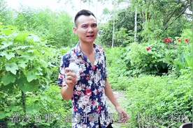 看小哥用生石灰打在鸡窝里，能杀死寄生虫，20分钟蚯蚓自动跑上来视频封面