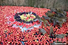 河南济源太行猕猴共享“豪华”冰镇水果宴图片