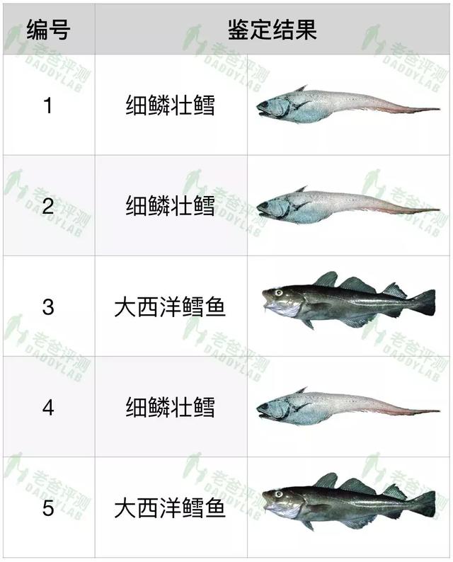 真正的鳕鱼长什么样 真正的鳕鱼长什么样图片