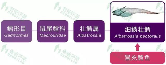 真正的鳕鱼长什么样 真正的鳕鱼长什么样图片