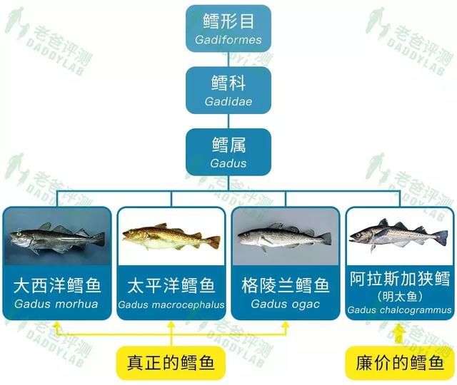 真正的鳕鱼长什么样 真正的鳕鱼长什么样图片