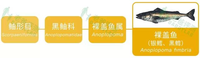 真正的鳕鱼长什么样 真正的鳕鱼长什么样图片