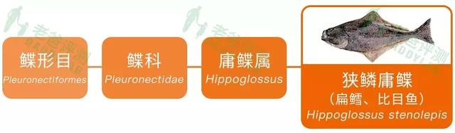 真正的鳕鱼长什么样 真正的鳕鱼长什么样图片