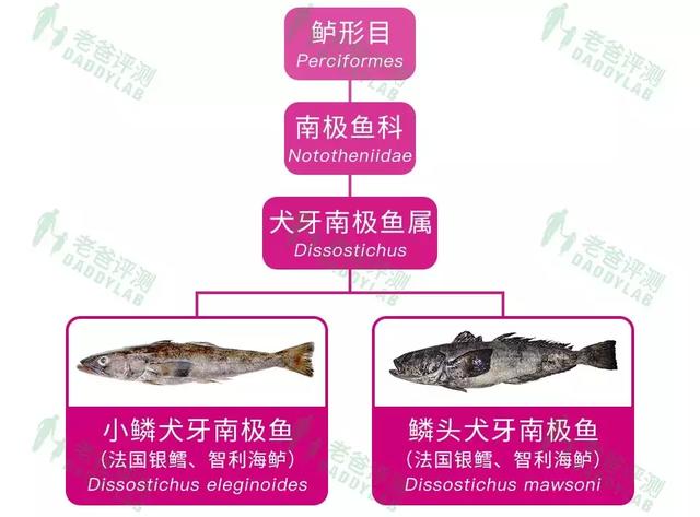 真正的鳕鱼长什么样 真正的鳕鱼长什么样图片