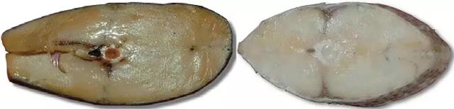 真正银鳕鱼的图片 2026年真正银鳕鱼的图片高清 真正银鳕鱼的图片 2026年真正银鳕鱼的图片高清