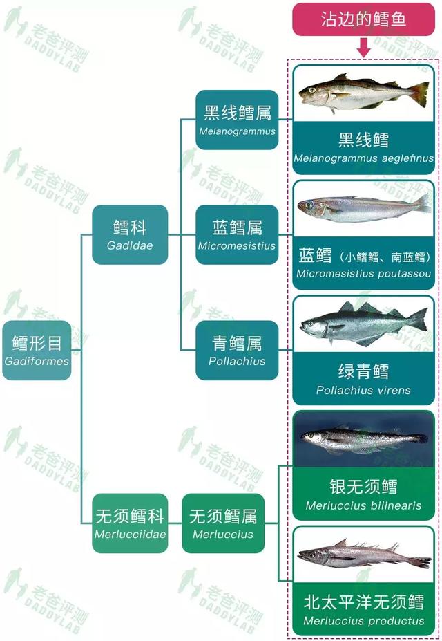 真正的鳕鱼长什么样 真正的鳕鱼长什么样图片