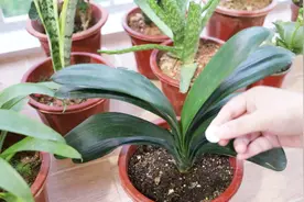 用阿斯匹林养花的正确方法，你知道吗，要是做错了，养一盆死一盆视频封面