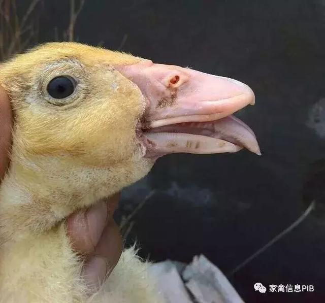 鸭大舌头病一 病原:鸭细小病毒.