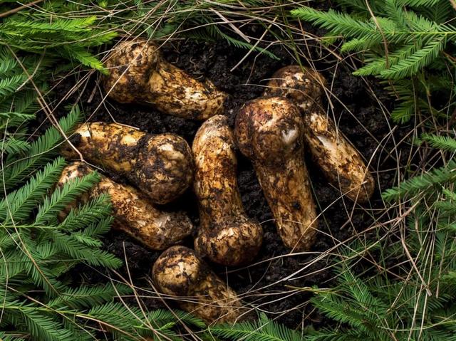 味道鲜美，是——松茸