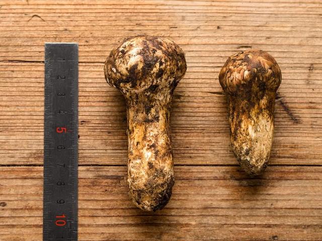 味道鲜美，是——松茸