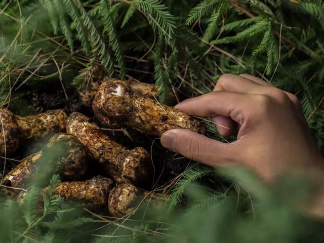 味道鲜美，是——松茸