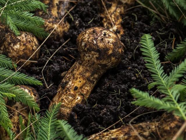 味道鲜美，是——松茸