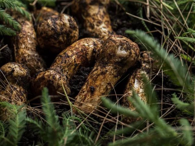 味道鲜美，是——松茸