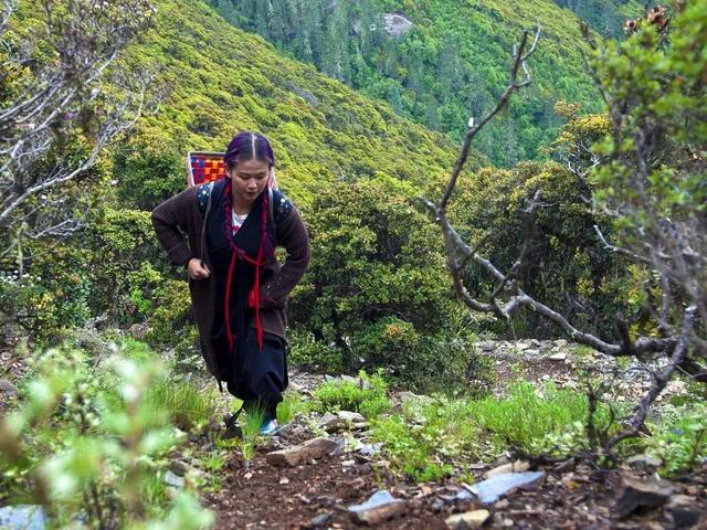 味道鲜美，是——松茸