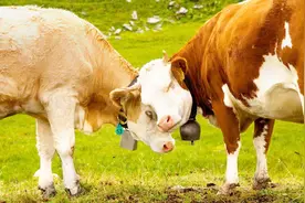 康师傅一年销量7.8亿包，需要用掉几头牛？说出来你可能不信！视频封面