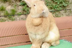 世界上最大的兔子，每天吃得特别多，主人：都要被它吃垮了视频封面