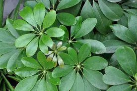 农村院子养哪些花最好？这几种既美观又容易养，轻松枝繁叶茂！视频封面
