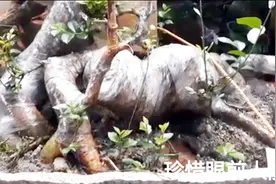 造型别致又奇特，犹如老树盘根，师傅是如何处理这样的老桩呢？视频封面