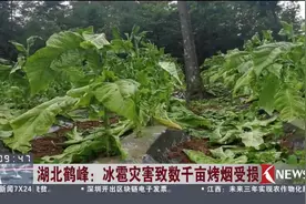 突发！湖北鹤峰遭遇暴风、冰雹袭击，数千亩烤烟受损严重视频封面