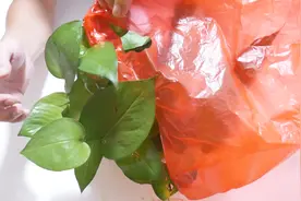 花盆上套个塑料袋，多数人不知道有什么作用，养花的人都要学学视频封面
