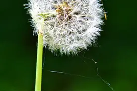 家里花开了还要授粉，找根棉棒点一点，效果真不错图片