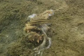 大连海参被“热死”，池养模式受考验