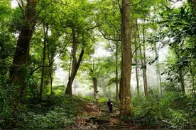 杭州西湖边的梧桐树每到春天都要飘絮，能换掉吗？图片