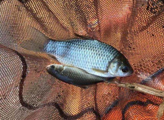 鲫鱼鱼鳞下有红斑
