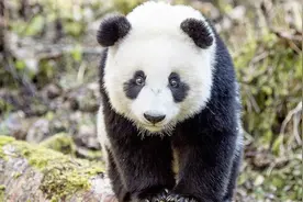 科学家：大熊猫起源于欧洲潮湿森林中，从古河床迁徙到中国视频封面