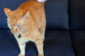 猫咪炸毛到底是什么意思？作为铲屎官的你可要注意了视频封面