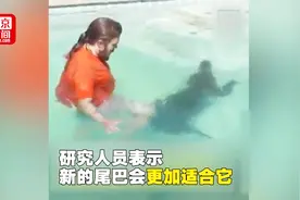 暖心！研究人员用3D打印助断尾的短吻鳄重获新生视频封面