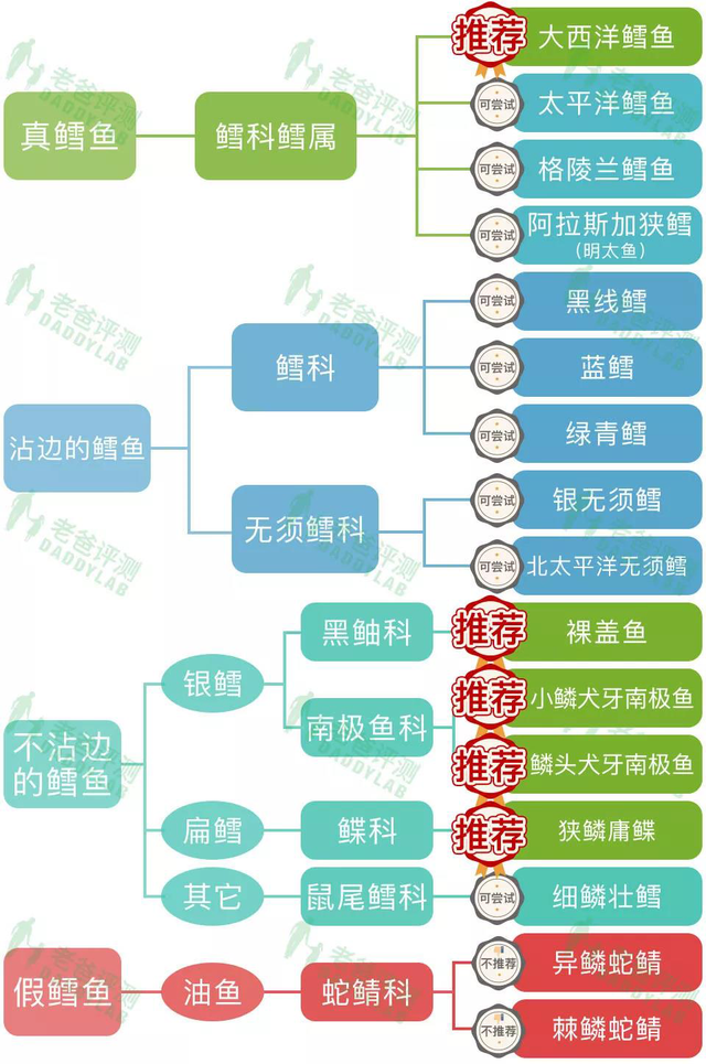 真鳕鱼和假鳕鱼图片 真鳕鱼和假鳕鱼图片对比