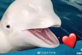驯养师发布多条虐待动物视频，青岛海昌极地海洋世界遭谴责图片